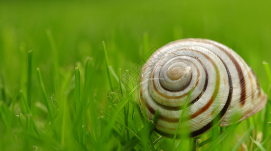 在草地上的蜗图片