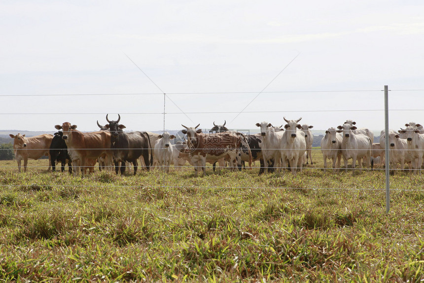 牛在有栅栏的领域图片