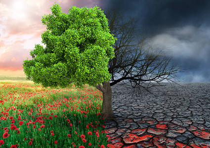 与树木和气候变化地貌变化有关图片