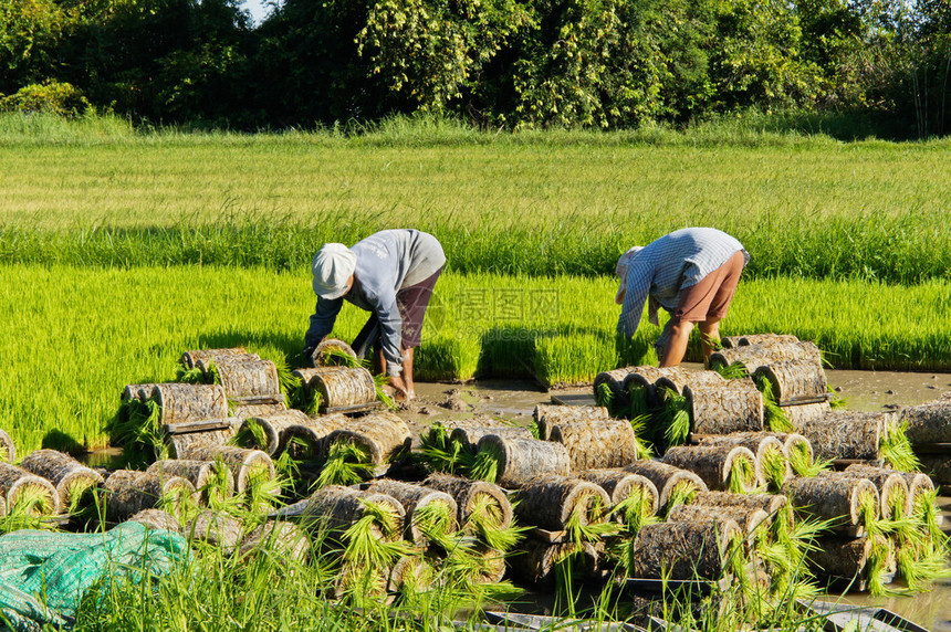 泰国农民种植树苗水稻图片