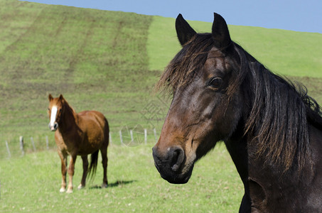 两匹马在一匹马图片