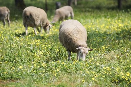 牧羊在草地上放牧在澳大利亚农村图片