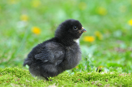 草坪上年轻黑鸡的照片图片