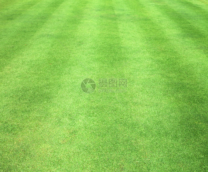 绿草背景图案户外高尔夫球场图片