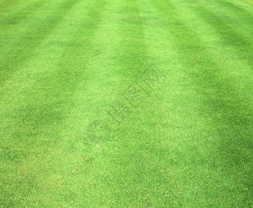 绿草背景图案户外高尔夫球场背景图片