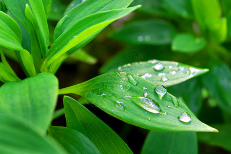 雨后新鲜绿叶与水滴的特写图片