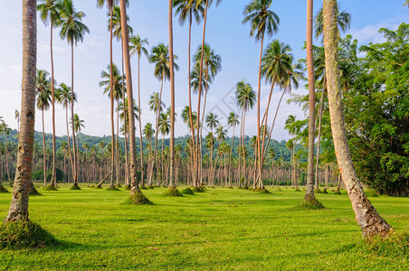 修剪草坪和椰子棕榈树一排瓦努阿图图片