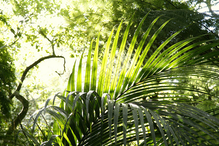 热带丛林森自然背景图片