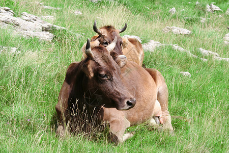 自然界的两头公牛绿色图片