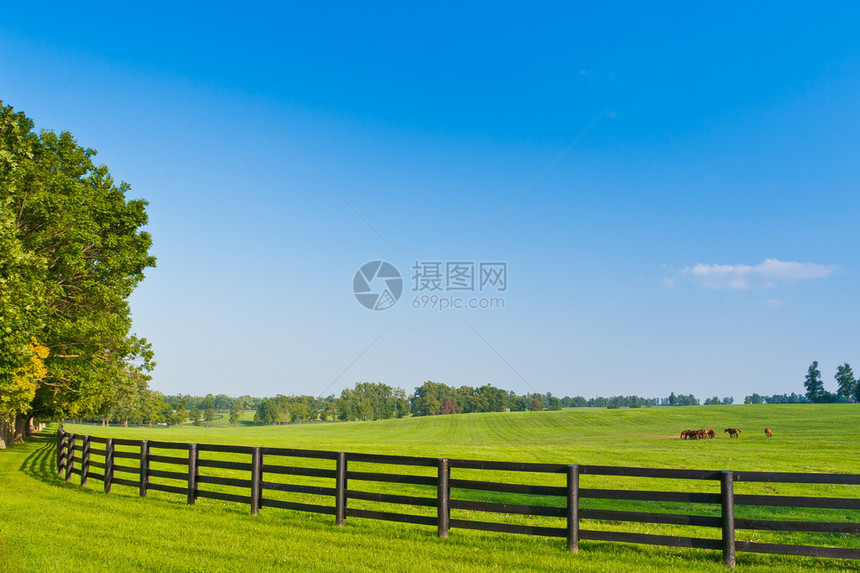 美国肯塔基州马场的绿色牧场图片