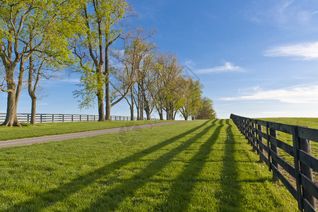 春天的马场绿色牧场背景图片