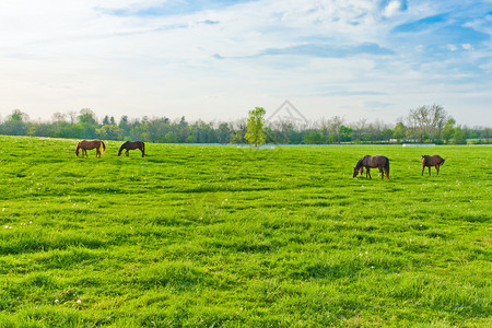 马场的绿色牧场夏季景观背景图片