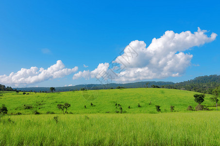 风景绿草场和明亮的蓝天图片