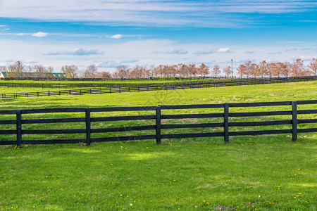 马场的绿色牧场乡村春天的风景图片