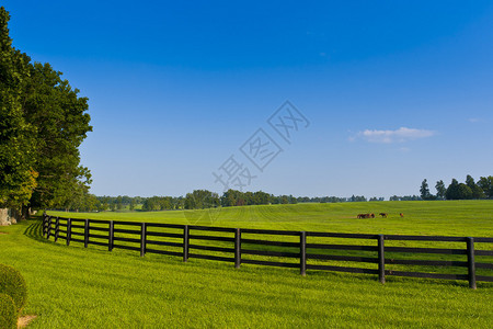 马场的绿色牧场图片