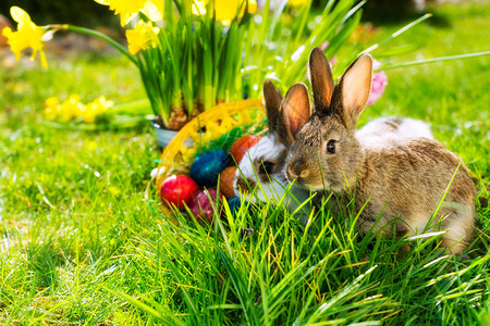 复活节兔子和鸡蛋在春天在草图片