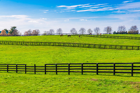 马场的绿色牧场农村春天风景肯背景图片