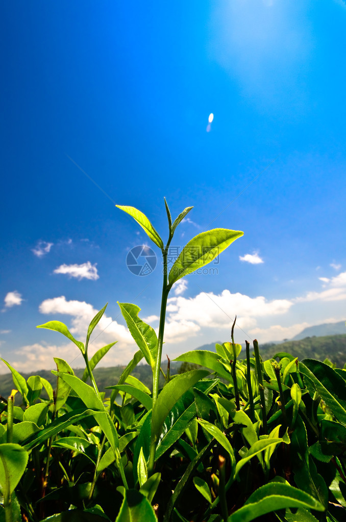 绿茶芽和叶子茶园图片