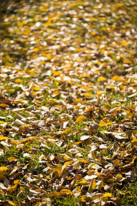 秋季绿色草原上的干叶形象图片