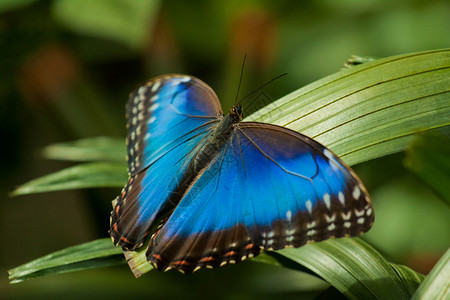 蓝色大闪蝶Morphopeleides图片