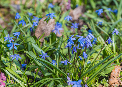 生长在森林里的蓝色春天风铃草花图片