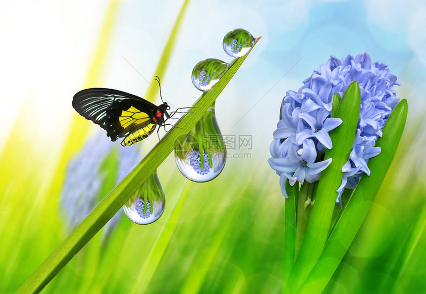 春天花风信子和露珠在绿草上与蝴蝶图片