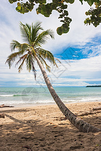 棕榈树在哥斯达黎加维图片