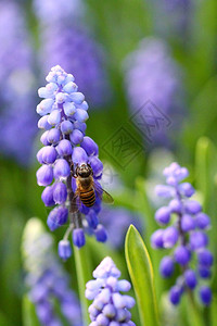 春天有蜜蜂的葡萄风信子图片