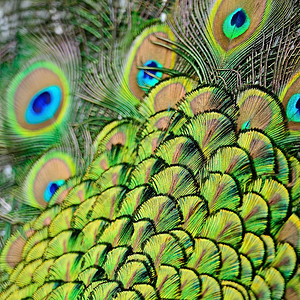 绿色青皮禽羽毛背景的图片