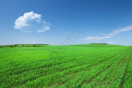绿草场和蓝天有云彩背景图片