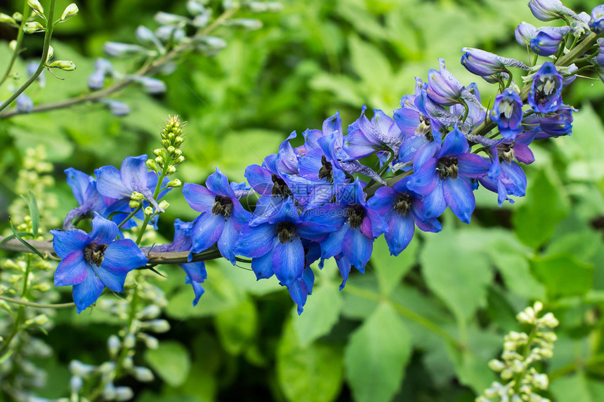 花园中明亮的蓝色花在园中开花由强图片