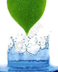带水滴和飞溅的绿叶图片