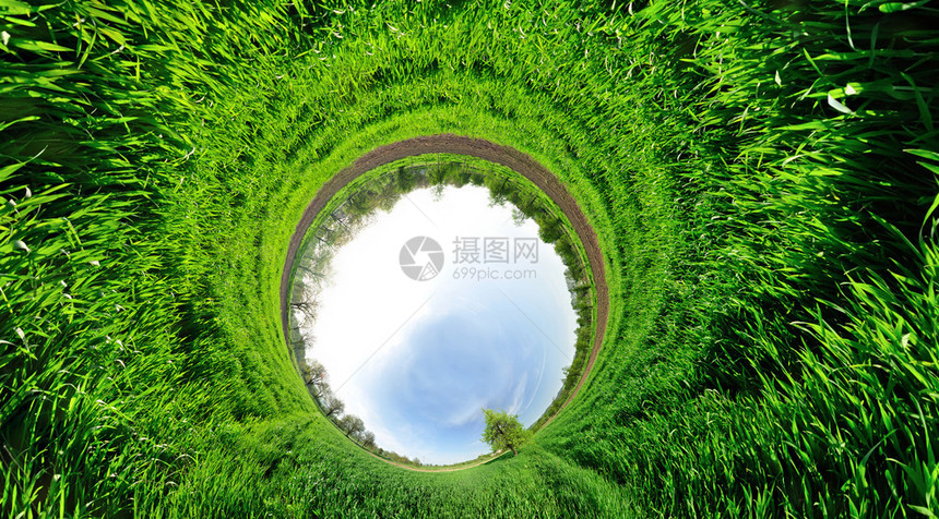 以360度全景为中心树种的绿小麦田图片