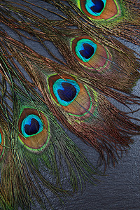 美丽的异国孔雀羽毛图片