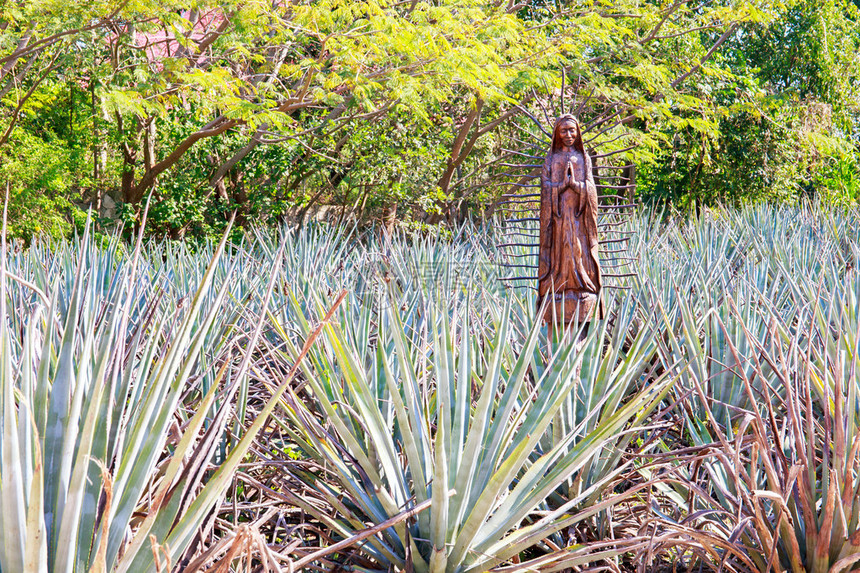 墨西哥某处的蓝草地和圣母玛图片