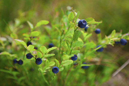 高山森林中的野生蓝莓图片