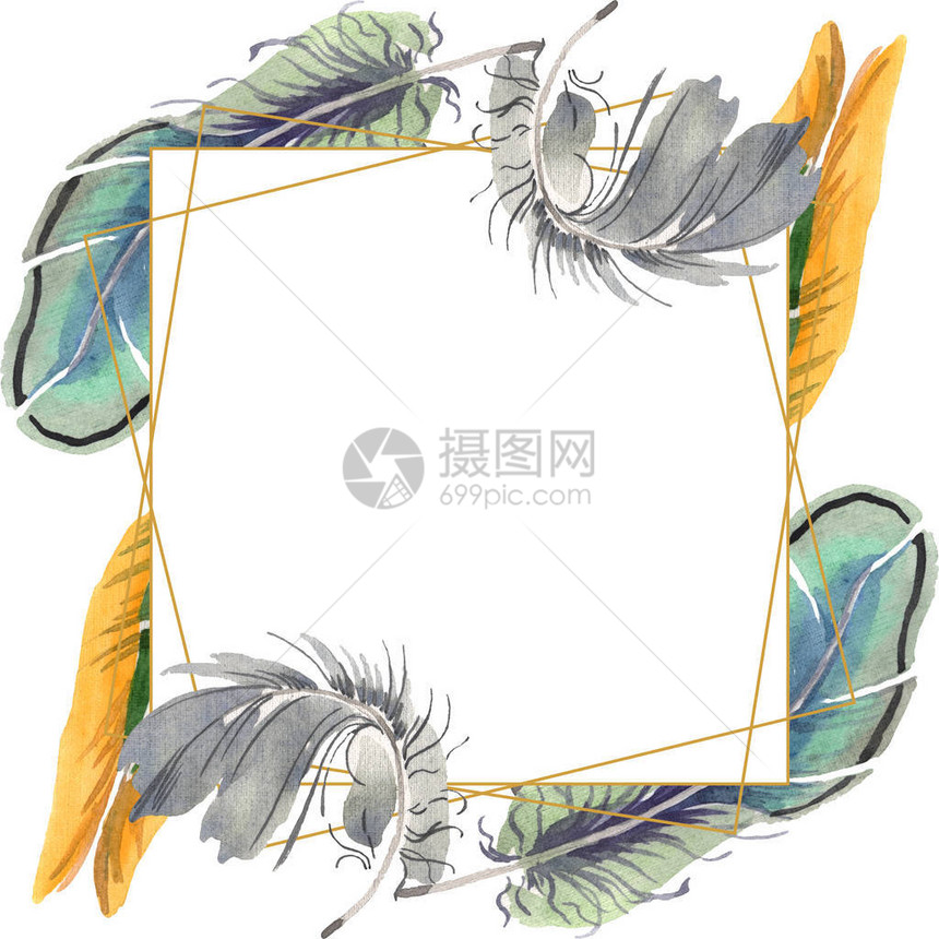从翅膀分离的水彩鸟羽毛背景纹理包装图案框架或边框的水彩画羽毛框架图片