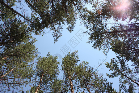 树松树松树都竖立着一个环在天空之上图片