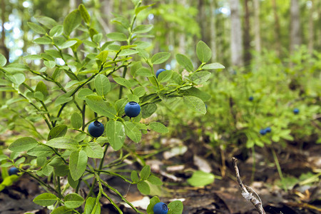 生长在灌木丛中的蓝莓浆果野外有小绿叶图片