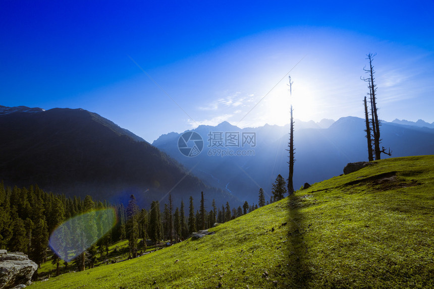 雪山松林图片