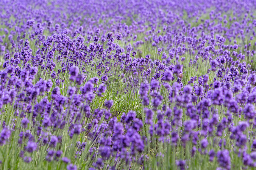 日本田野里盛开的紫色薰衣草花图片