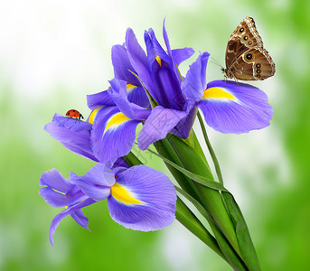 紫色鸢尾花与绿色背景上的蝴蝶形态图片