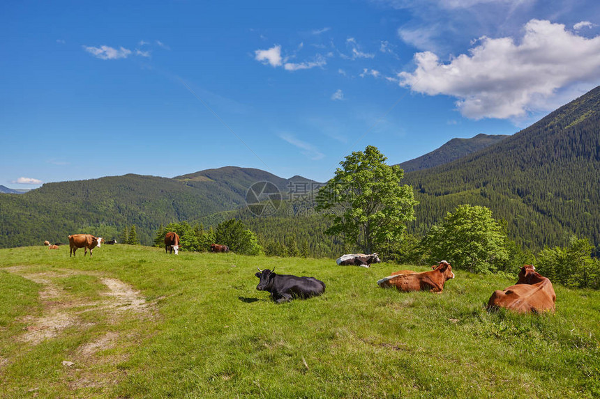 在山坡上吃草的牛群图片
