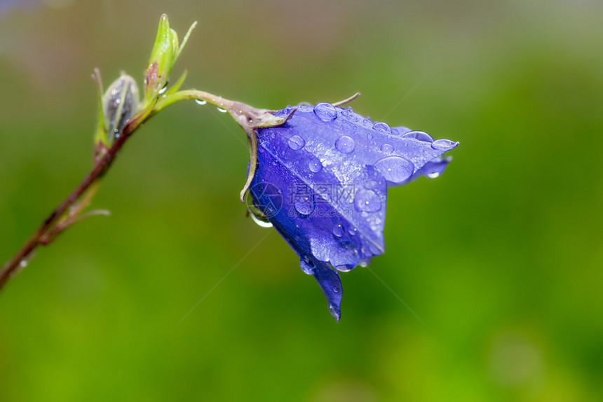 蓝铃花从侧面靠近水滴图片