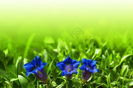 背景花园中的喇叭龙胆蓝春花图片