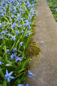 排队的蓝色花朵图片