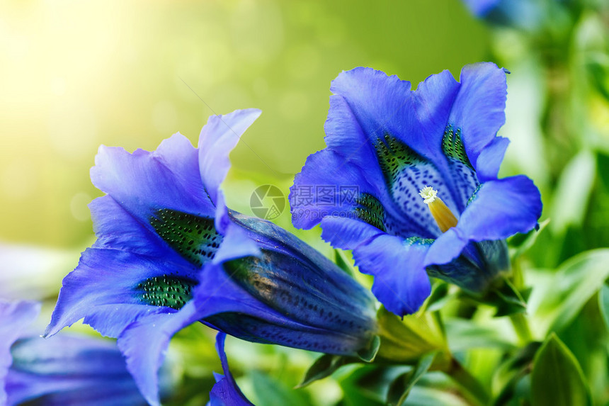 蓝春花在园中阳光照在背景之下图片