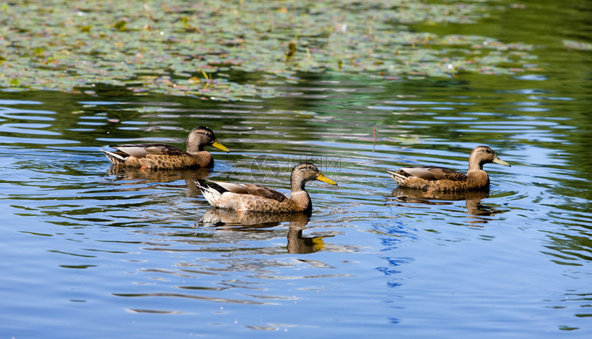 夏日池塘里的三只鸭子图片