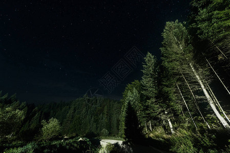 绿色树对夜空中有闪亮星的绿树的图片