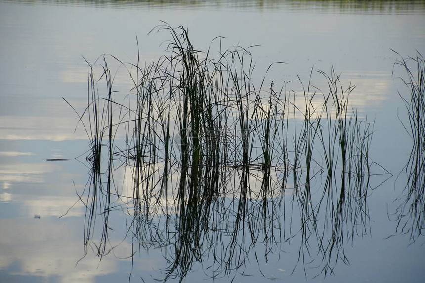 天空倒映在水面上湖边长着芦苇温暖无风的夏日傍晚图片